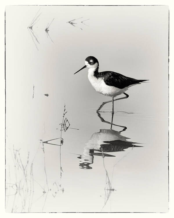 Black-necked Stilt Art Print featuring the photograph Black-necked Stilt at Carson Lake Wetlands by Priscilla Burgers