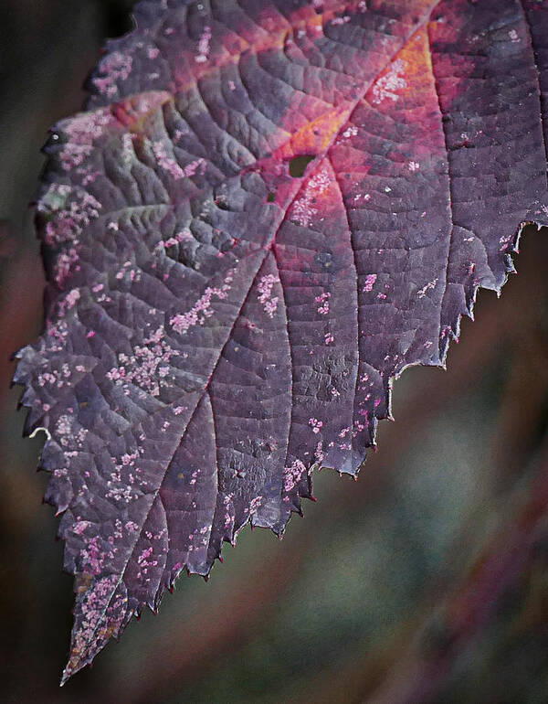 Leaf Art Print featuring the photograph blackberry Leaf by Ron Roberts