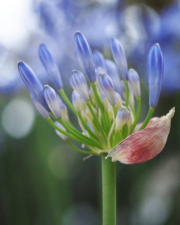Agapanthus Art Print featuring the photograph Blooming Agapanthus by Rona Black