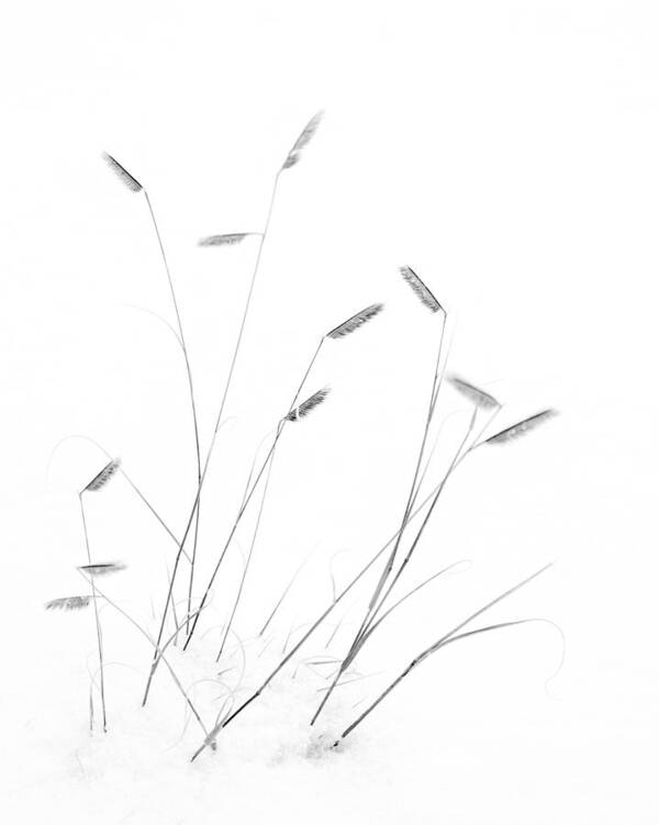 Blue Grama Art Print featuring the photograph Blue Grama Grass in Snow by Mary Lee Dereske