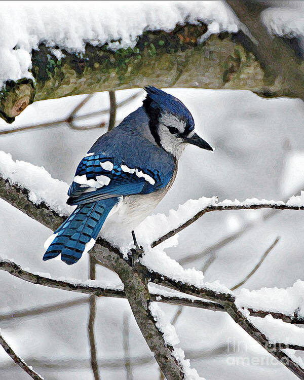 Blue Jay Print Art Print featuring the photograph Blue Jay by Lila Fisher-Wenzel