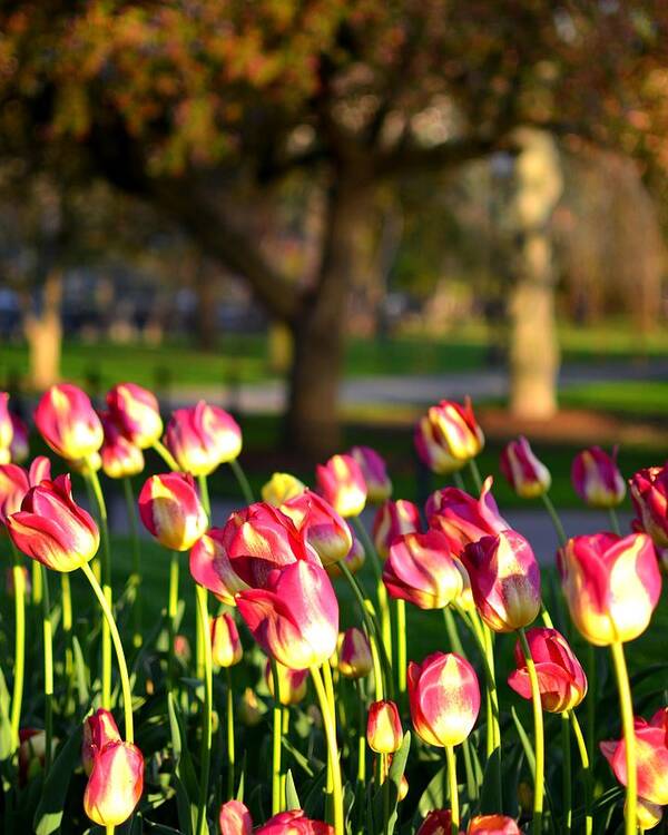 Boston Art Print featuring the photograph Boston Public Garden Tulips by Toby McGuire