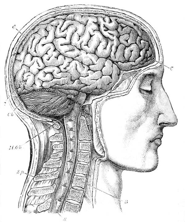 Science Art Print featuring the photograph Brain From Right Side, 1883 by British Library