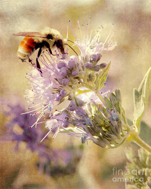 Bee Art Print featuring the photograph Bumble Bee by Cindy Singleton