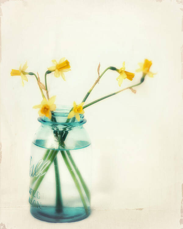 Daffodil Art Print featuring the photograph But I Love You Still by Amy Tyler