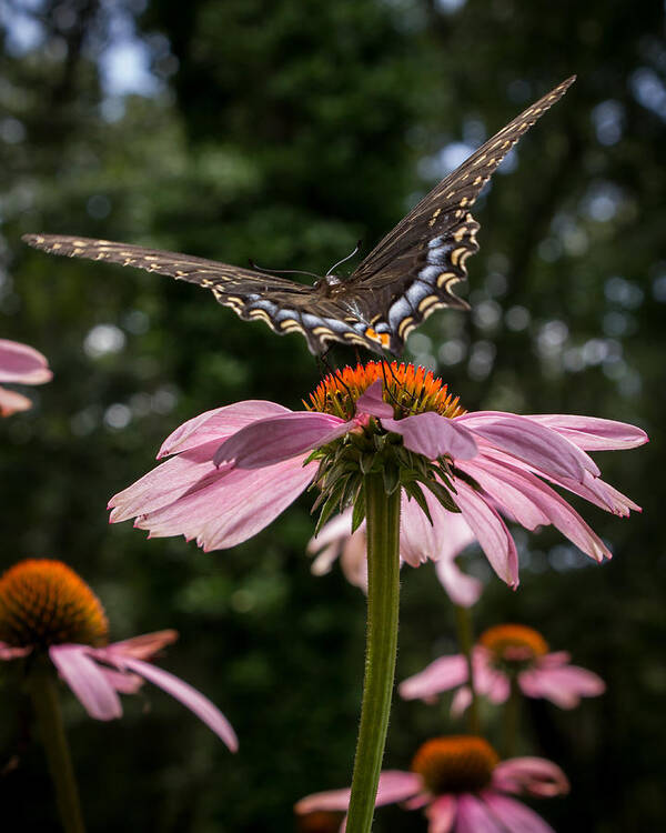 Butterfly Art Print featuring the photograph Butterfly Flies Away by Glenn DiPaola