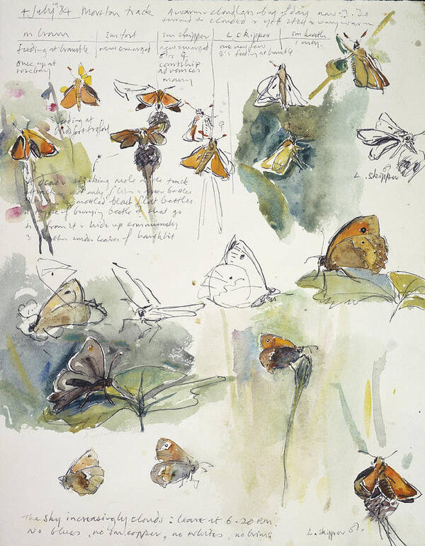 Animal Art Print featuring the photograph Butterfly Observations by Natural History Museum, London/science Photo Library