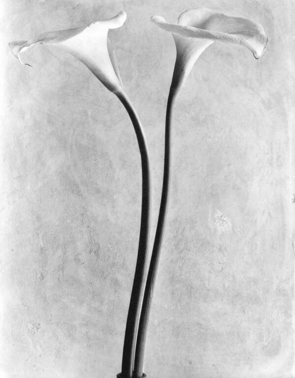 Photography Art Print featuring the photograph Calla Lilies, Mexico City, 1925 by Tina Modotti