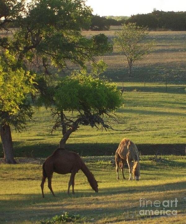 Camels Art Print featuring the photograph Camels Grazing by Susan Williams