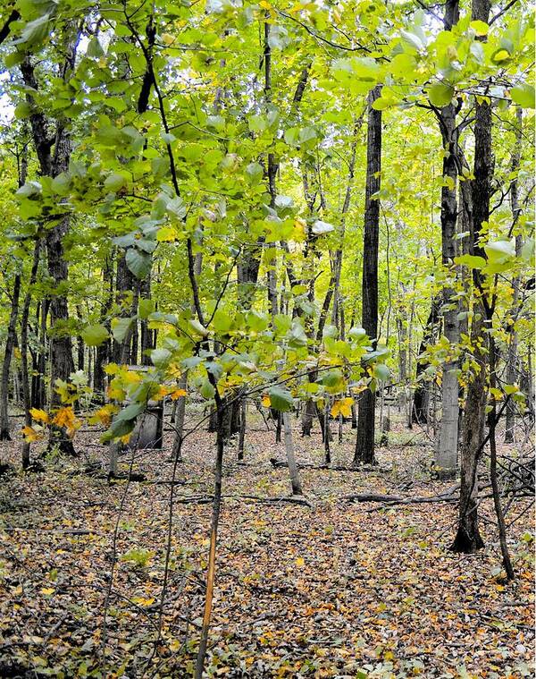 Forest Art Print featuring the photograph Carpet Of Leaves Panel 1 by Bonfire Photography