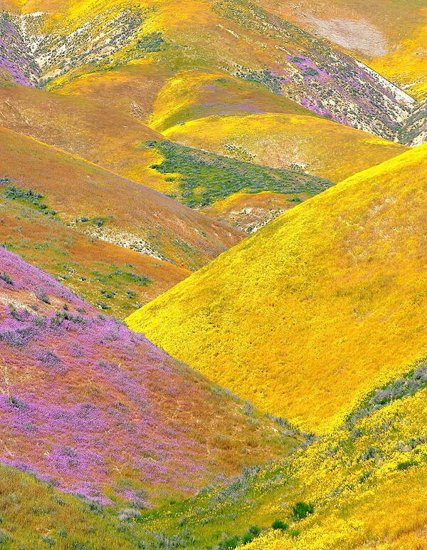 California Art Print featuring the photograph Carrizo Wildflowers Vertical by Marc Crumpler