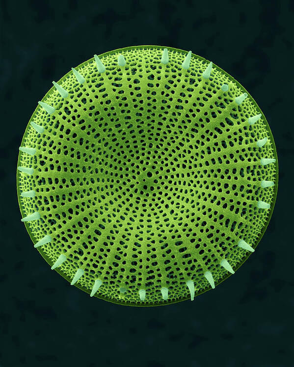 Alga Art Print featuring the photograph Centric Fossil Diatom Frustule by Dennis Kunkel Microscopy/science Photo Library