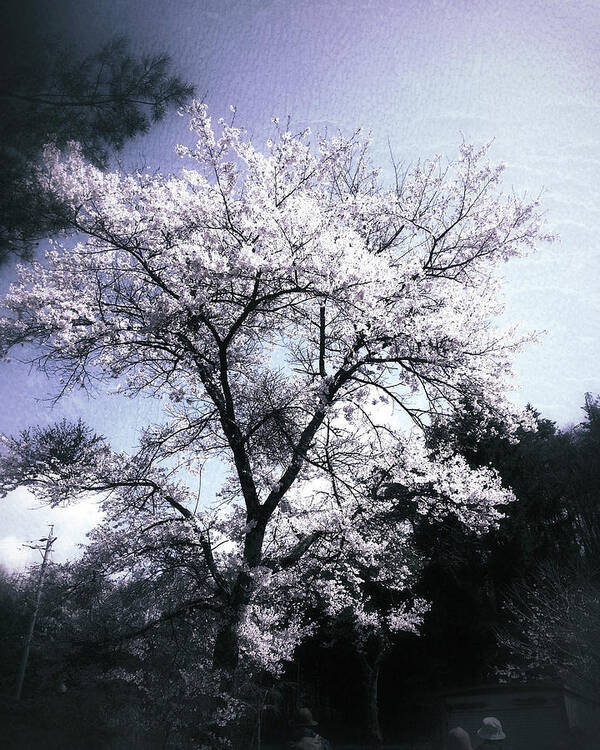 Cherry Blossoms Art Print featuring the photograph Cherry Blossoms Tree by Yen