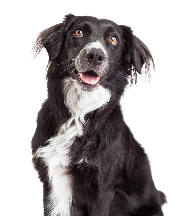 Animal Art Print featuring the photograph Closeup of Border Collie Mix Breed Dog by Good Focused