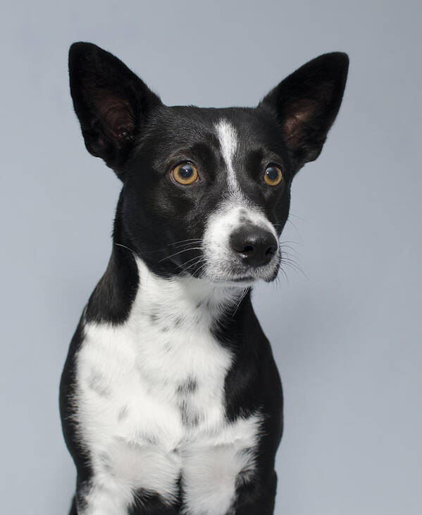 Queensland Heeler Mix Dog Studio Portrait Art Print featuring the photograph Cochiti 1 by Irina ArchAngelSkaya