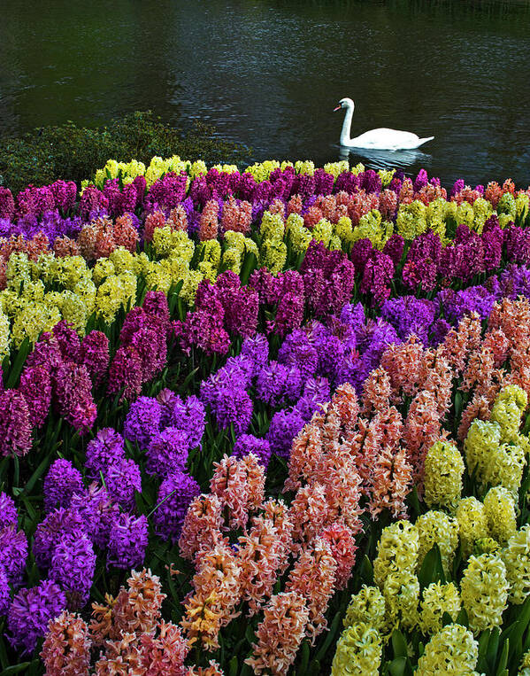 Tranquility Art Print featuring the photograph Colorful Hyacinths Announce Spring by Elfi Kluck