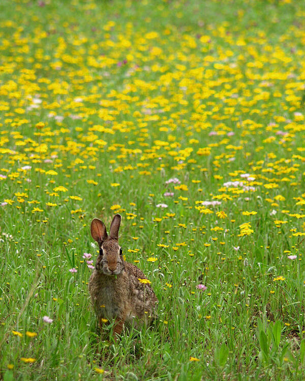Cottontail Rabbit Art Print featuring the photograph Cottontail Rabbit by Mark Langford