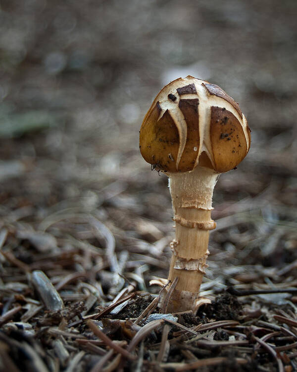Mushroom Art Print featuring the photograph Crosstop by Jennifer Kano