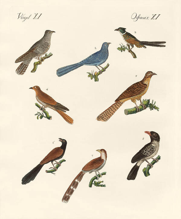 European Cuckoo Art Print featuring the drawing Cuckoos from various countries by Splendid Art Prints