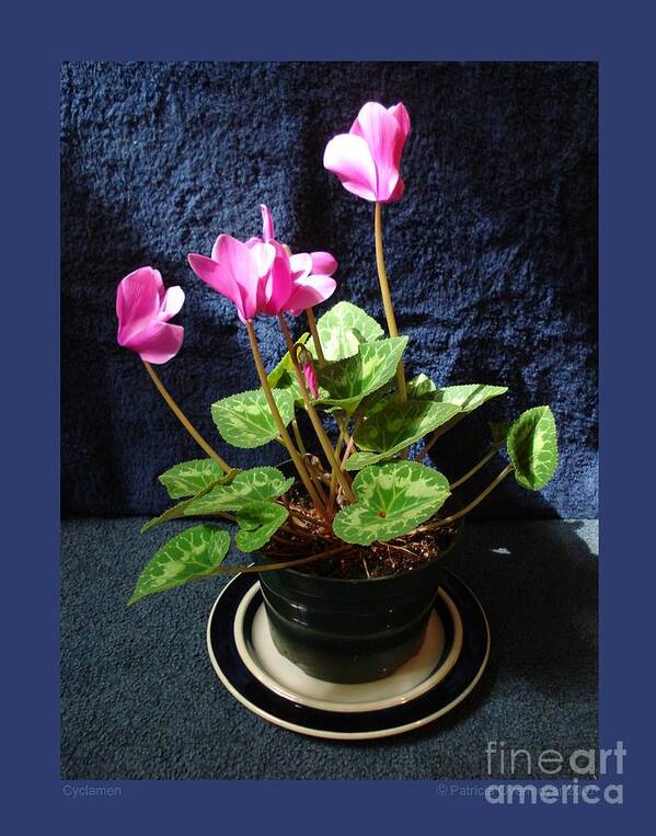 Cyclamen Art Print featuring the photograph Cyclamen by Patricia Overmoyer