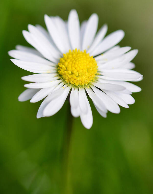 Nature Art Print featuring the photograph Daisy by Steven Poulton