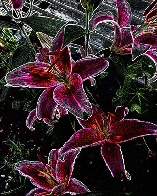 Flowers Art Print featuring the photograph Dark Lillies by Ann Tracy