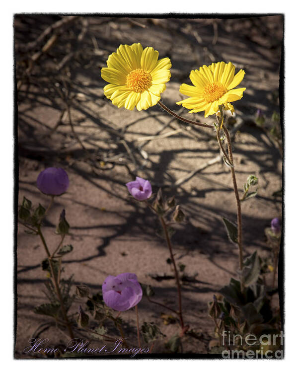 Wildflowers Art Print featuring the photograph Death Valley Wildflowers by Janis Knight