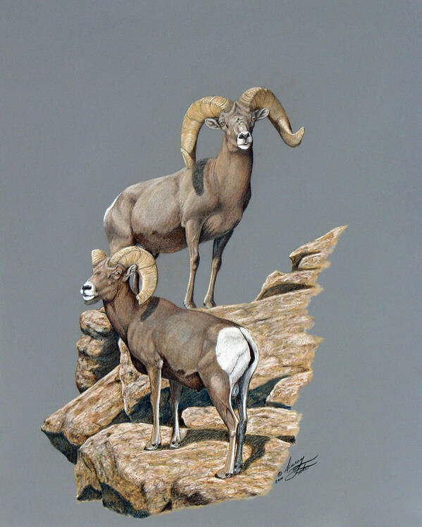 Desert Art Print featuring the painting Desert Bighorn Rams by Darcy Tate