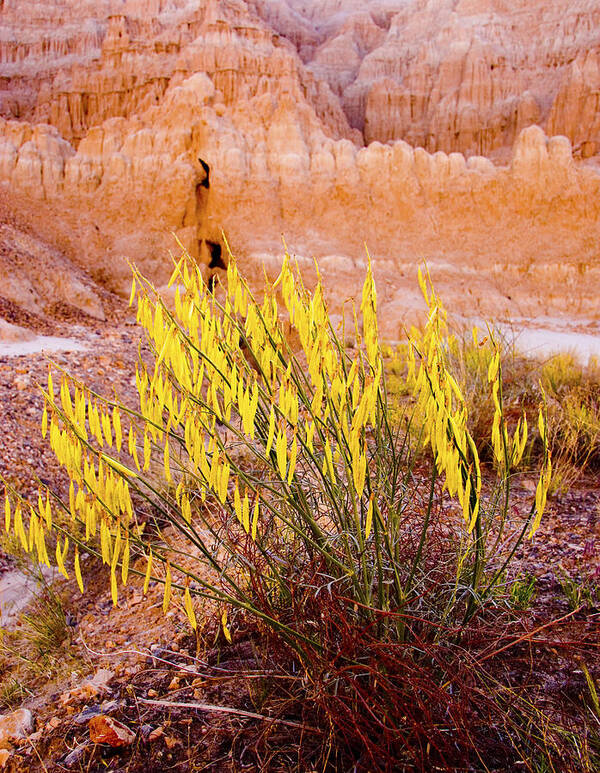 Desert Flower Art Print featuring the photograph Desert Flower by Jim Snyder