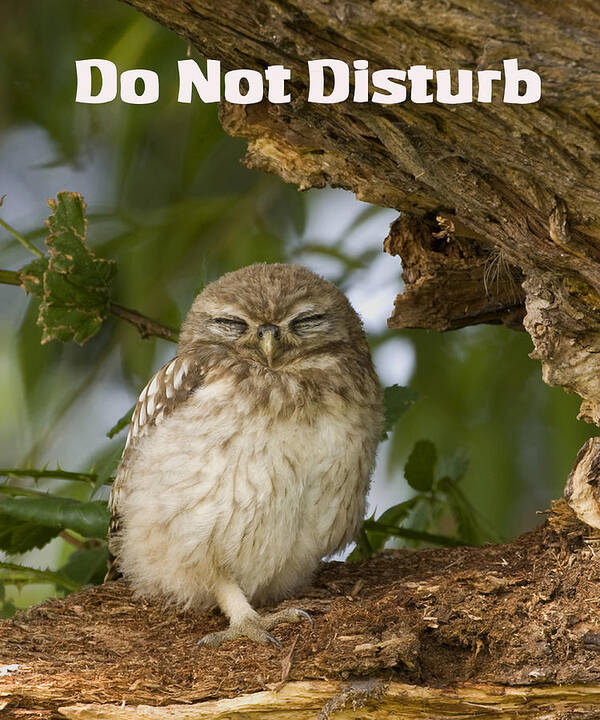 Little Owl Art Print featuring the photograph Do Not Disturb by Paul Scoullar