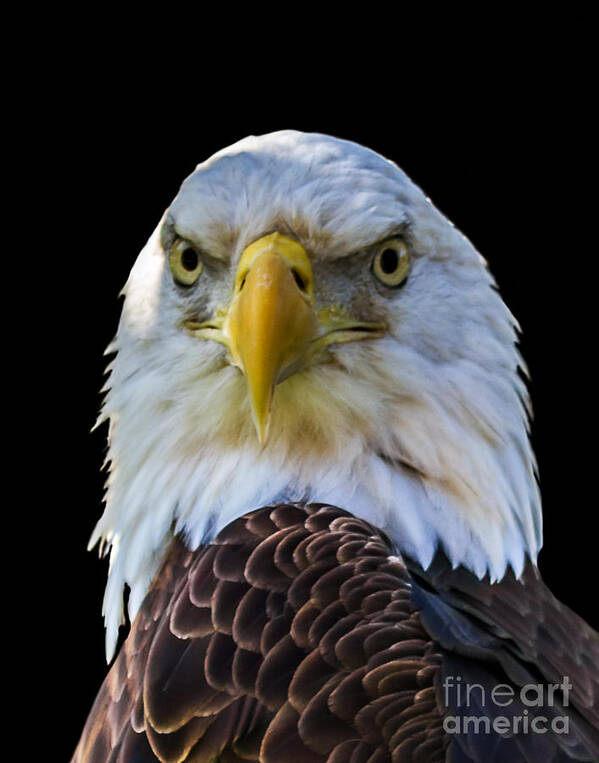 Eagle Art Print featuring the photograph Eagle A three by Ken Frischkorn