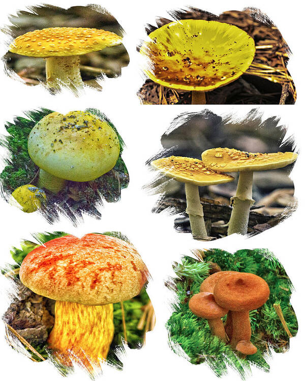 Fungi Art Print featuring the photograph Early August Fungi On Cape Cod by Constantine Gregory