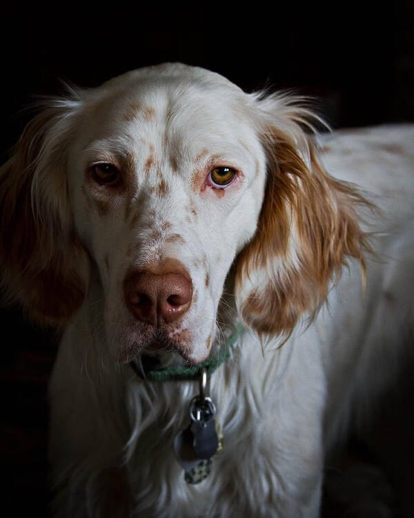 Portrait Art Print featuring the photograph English Setter by Brian Caldwell