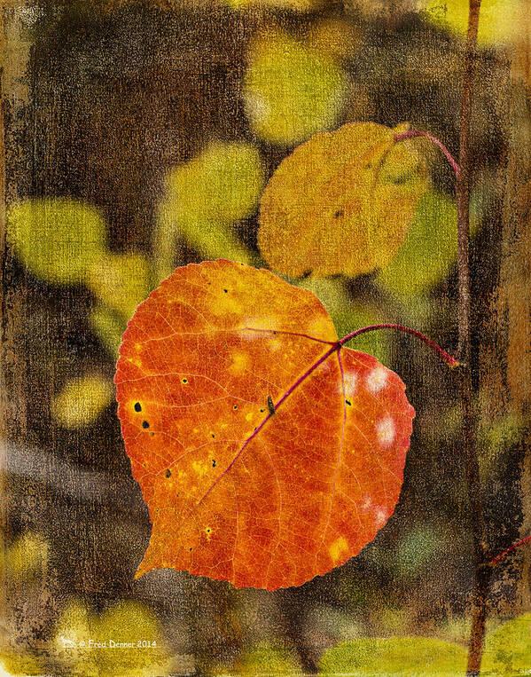 Fall Colors Art Print featuring the photograph Fall Quaking Aspen by Fred Denner