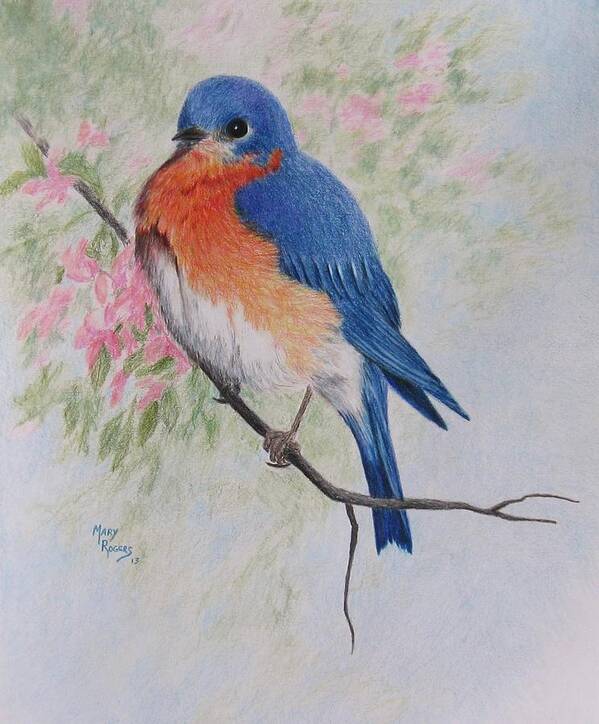 Nature Art Print featuring the drawing Fat and Fluffy Bluebird by Mary Rogers