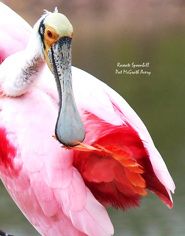 Roseate Spoonbill Art Print featuring the photograph Feather Care by Pat McGrath Avery