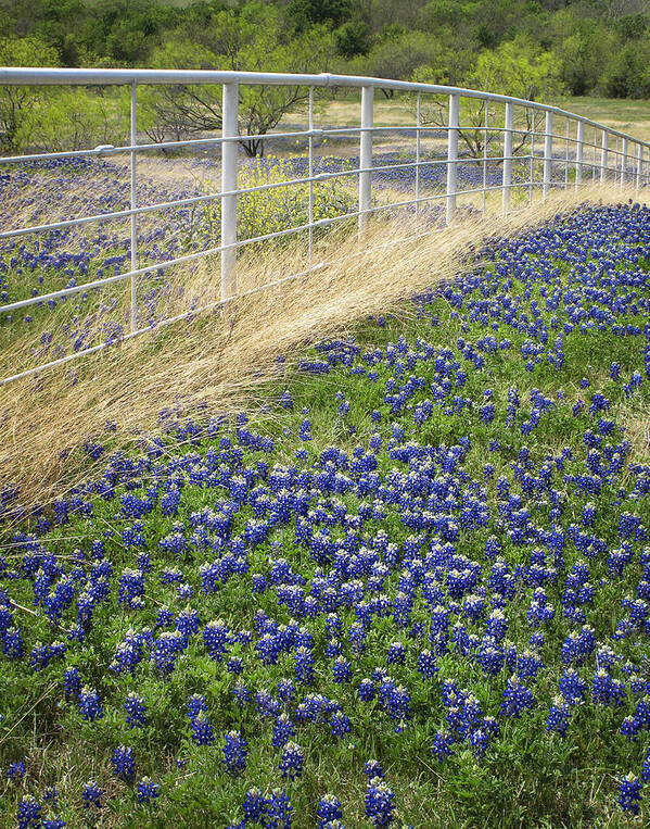 Bluebonnet Art Print featuring the photograph Fenceline by David and Carol Kelly
