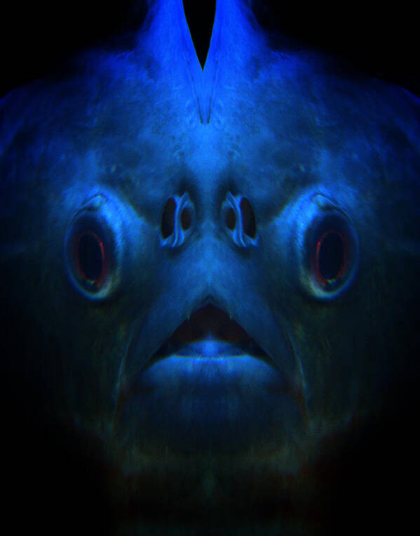 Composite Art Print featuring the photograph Fish Face by Jim Painter