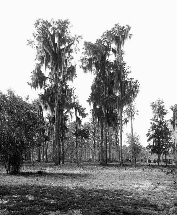 19th Century Art Print featuring the painting Florida Spanish Moss by Granger