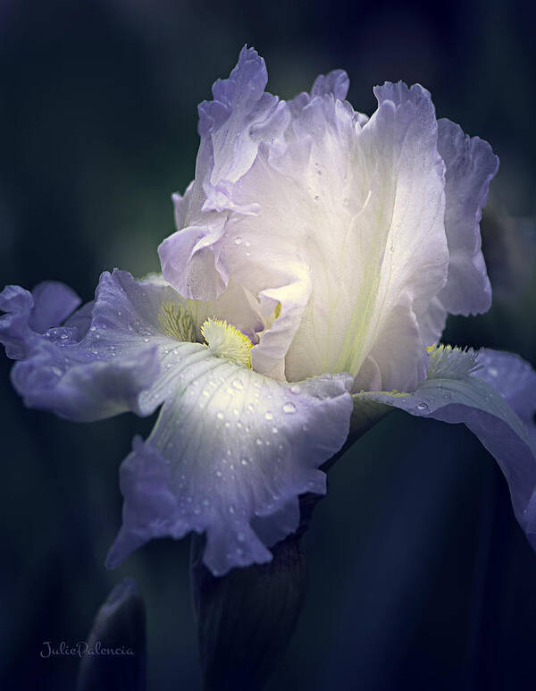 Floral Art Print featuring the photograph Flowing Iris in White by Julie Palencia