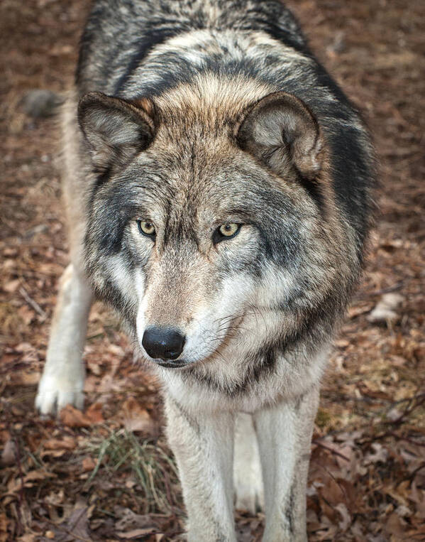 Lakota Wolf Preserve Art Print featuring the photograph Focused by Gary Slawsky