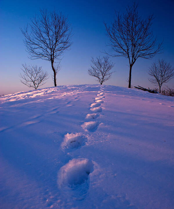 Snow Art Print featuring the photograph Footsteps by Cale Best