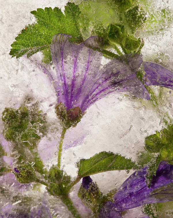 Purple Art Print featuring the photograph Frozen Mallow Flower by Secundino Losada