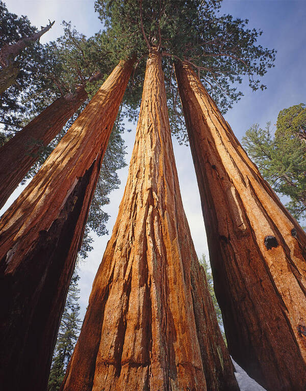 Giant Sequoias Art Print featuring the photograph 2M6833-Giant Sequoias by Ed Cooper Photography