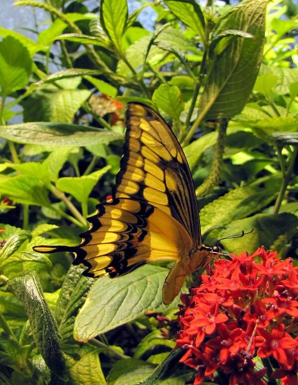 Wings Art Print featuring the photograph Gold Giant Swallowtail by Jennifer Wheatley Wolf