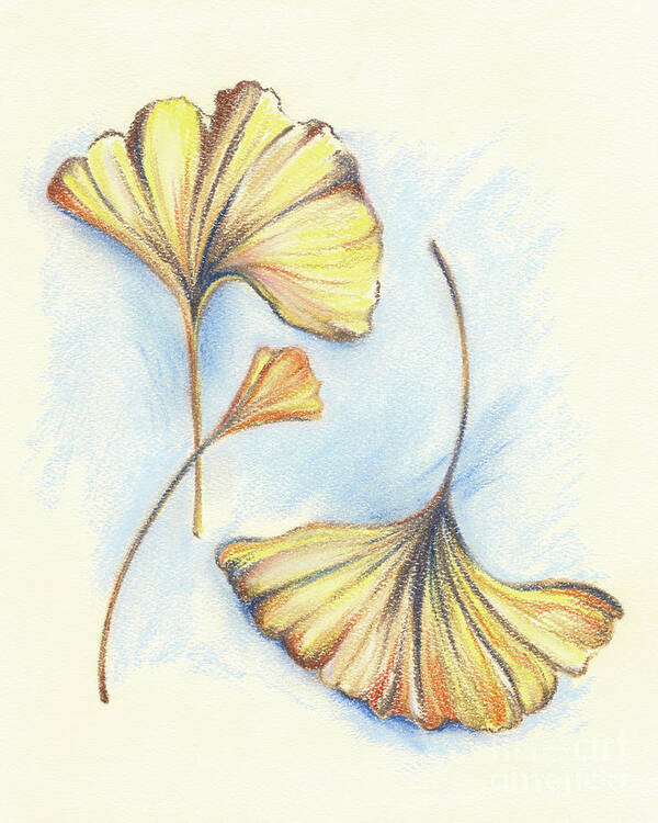Botanical Art Print featuring the pastel Golden Autumn Ginkgo Leaves by MM Anderson