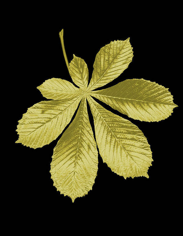 Black Background Art Print featuring the photograph Golden Horse-chestnut Leaf On A Black by Mike Hill