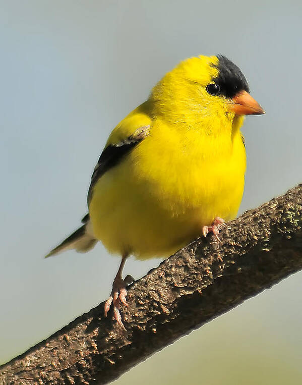 Goldfinch Art Print featuring the photograph Goldfinch 306 by Gene Tatroe