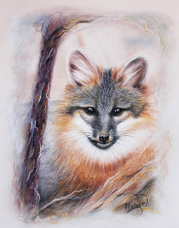 Gray Fox Art Print featuring the drawing Gray Fox by Patricia Lintner
