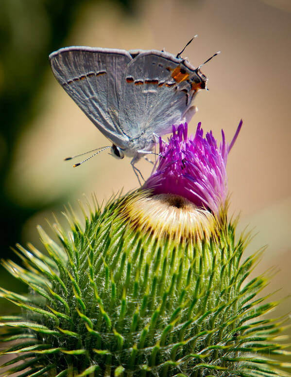 Butterfly Art Print featuring the photograph Gray Hairstreak on Thistle by Janis Knight